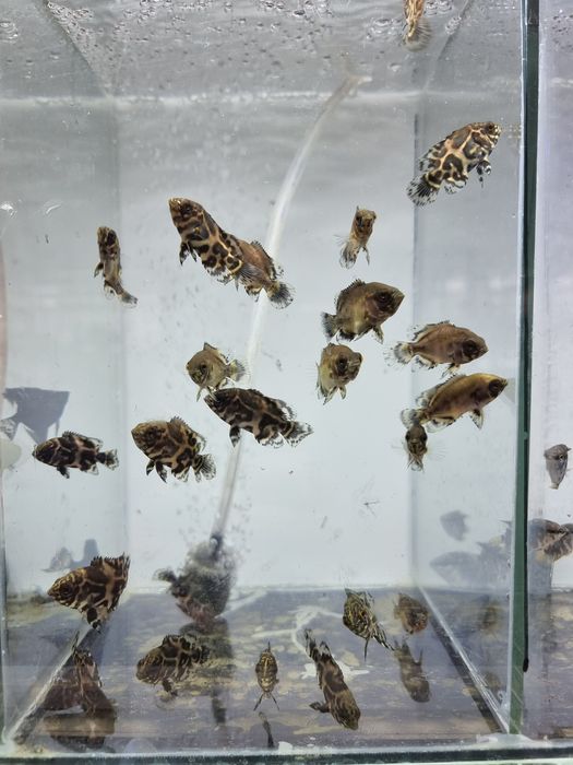 Астронотус тигровый