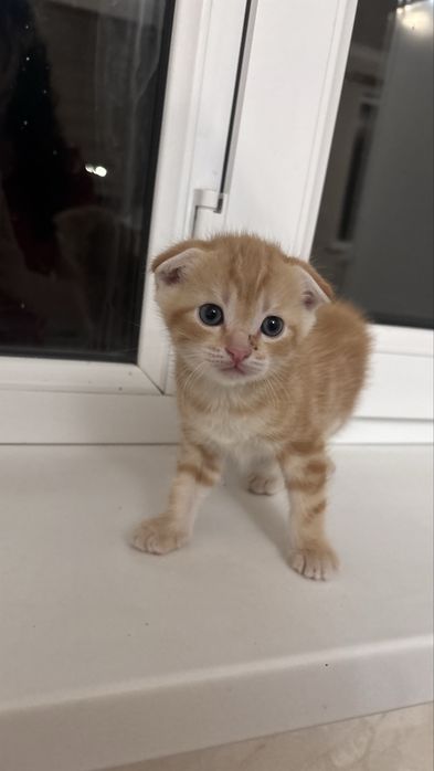 Котенок в добруе руки,мальчик
