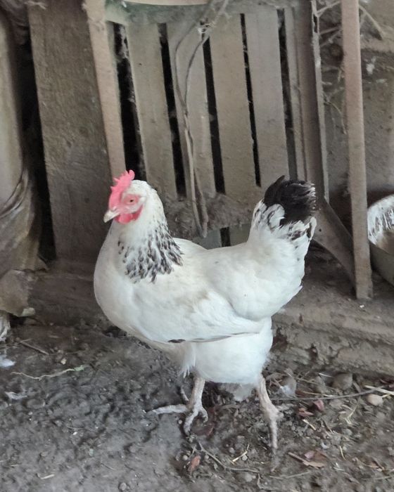 Куры. Адлерская несушка. Продам