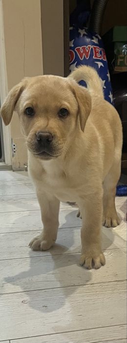 Куче Бебе Лабрадор