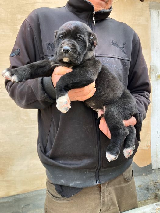 Щенок Алабая ( Туркменский ) чистокровный