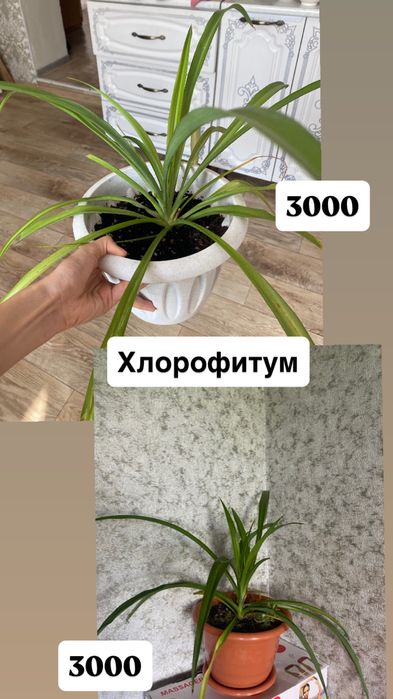 Комнатные цветы продам