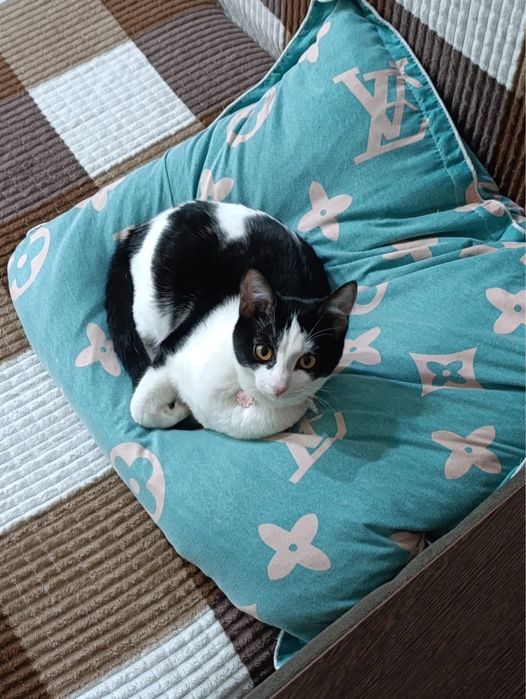 Отдам кошечку в добрые ручки