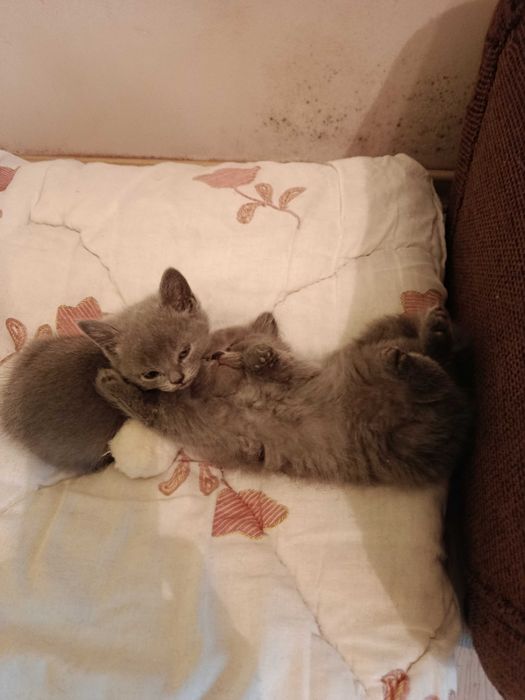 Британска котка