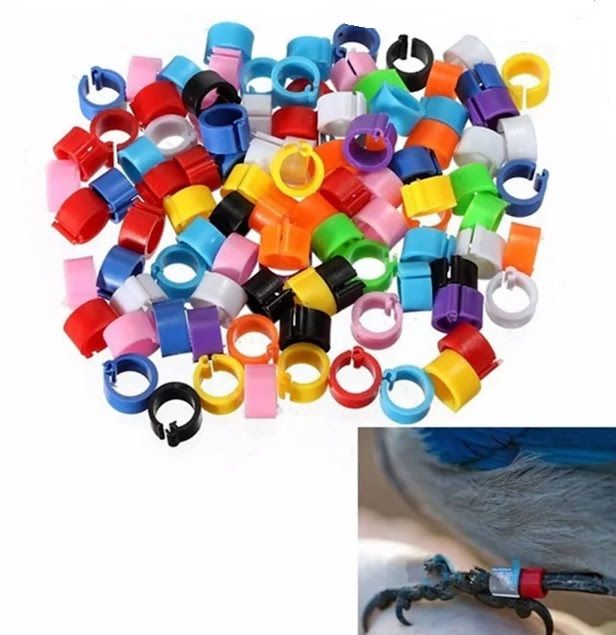 Cleme porumbei de vanzare