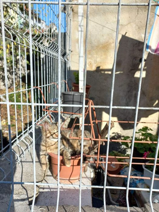 Подарява се женско коте на 2 месеца