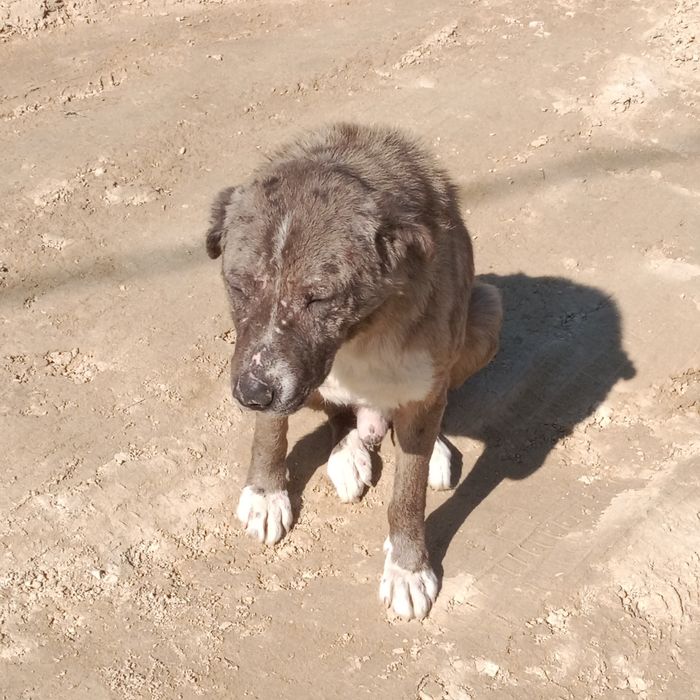 2-штук Ит бар Овчарка и Төбет.Кушіктер пока жоқ.