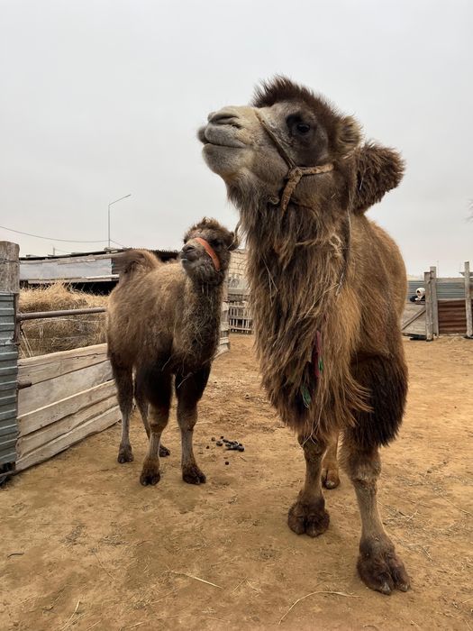 Боталы түйе сатылады