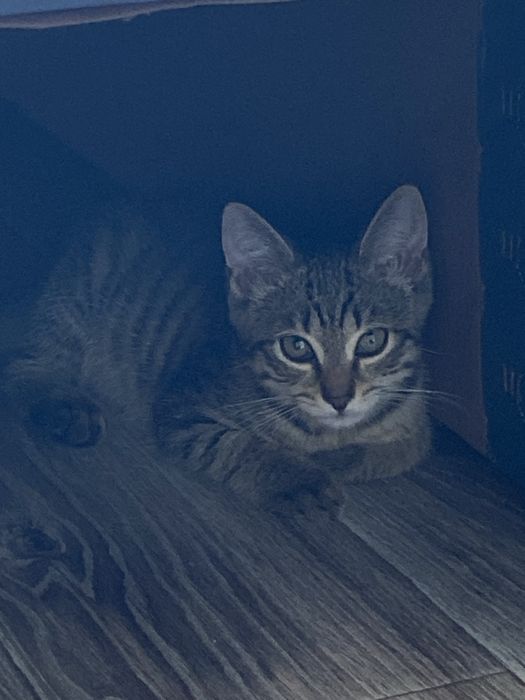 Отдам котенка мальчика в хорошие руки