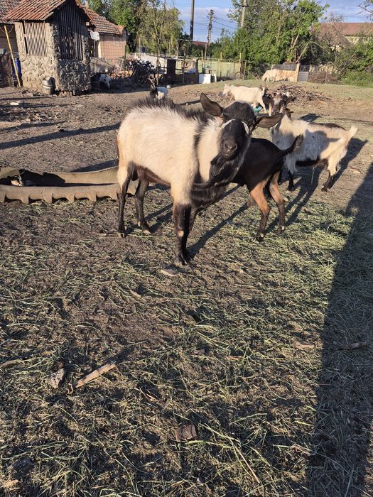 Vand tap de vânzare din capra de 6l de lapte