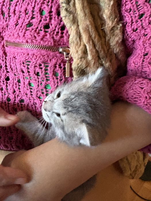 Бесплатно отдат кошек Алматы,Талгар