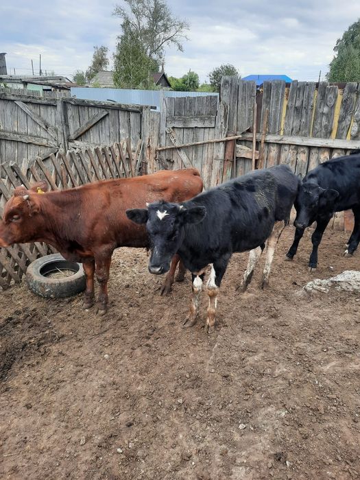 Продам телят три головы