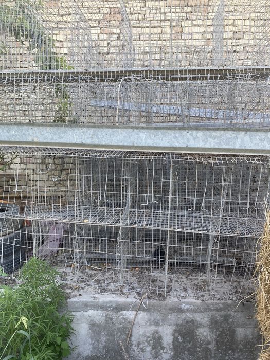 Tovuq setka sotiladi 100 ta tovuq ketadi.