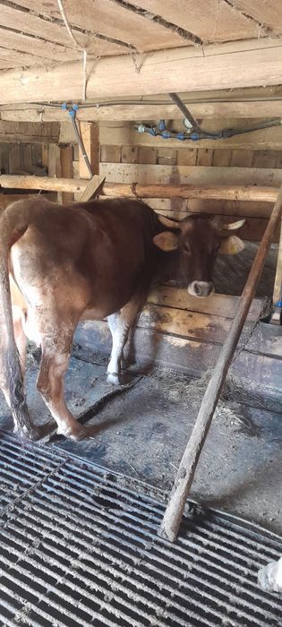 Vaci de vanzare bruna maramures
