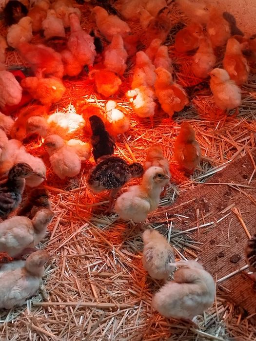 Продается циплята домашние