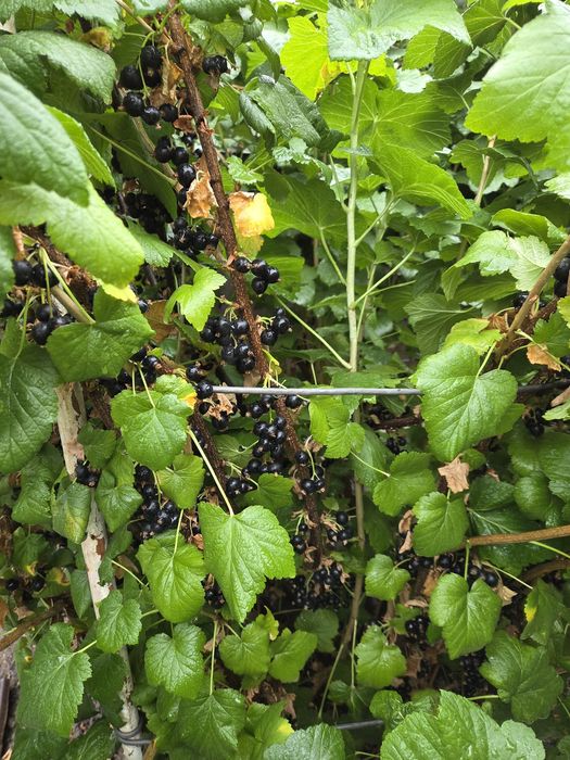Продам саженцы чёрной ,красной и  белой смородины в горшках