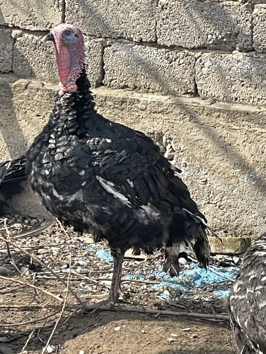 Индюк полугибрид самец