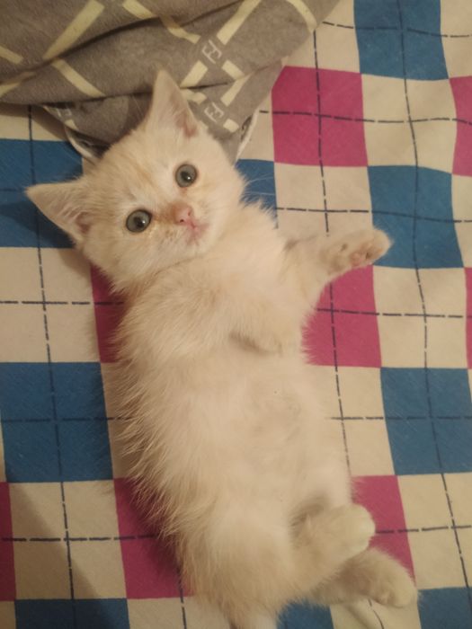 Кошка 1 месяц девочка