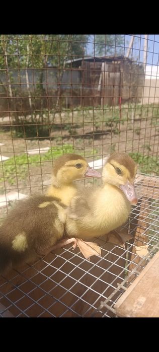 Индаутята 2х недельные