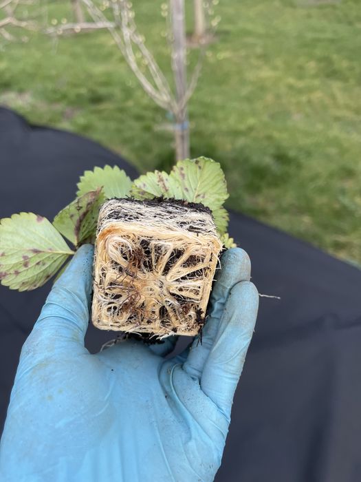 Căpșuni și fragi de padure !!