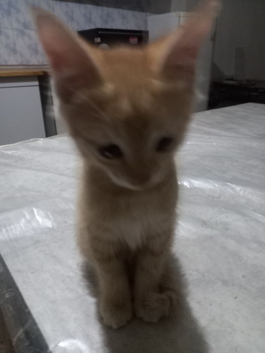 Mushuk bolalari 2 oyli