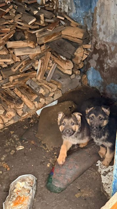 Продам щенят алабай и овчарка