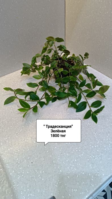 Цветы комнатные  в горшках