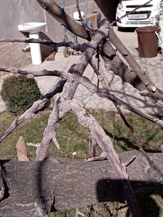 Bogbon agranom dorilash shira qurtga