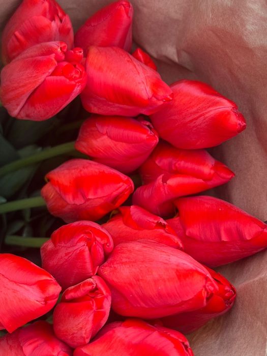 Тюльпаны оптом в Алматы