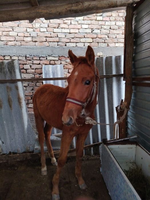 Таи сатылады срочна