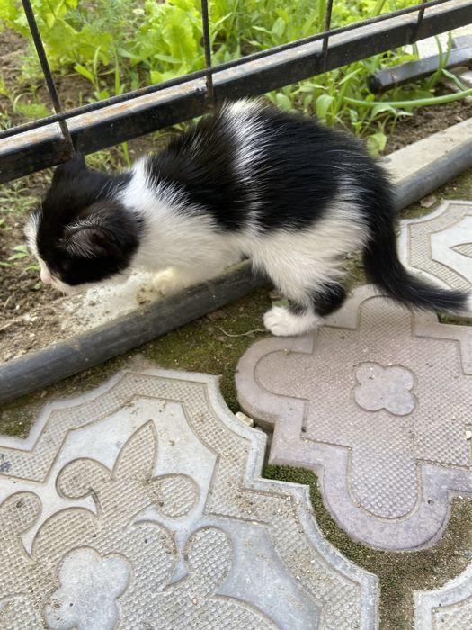 Отдам котенка в добрые руки