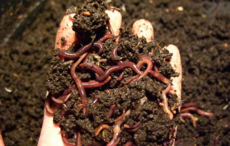 Биогомус сотилади