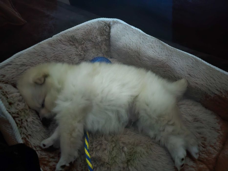 Мини померан на почти 2 месеца