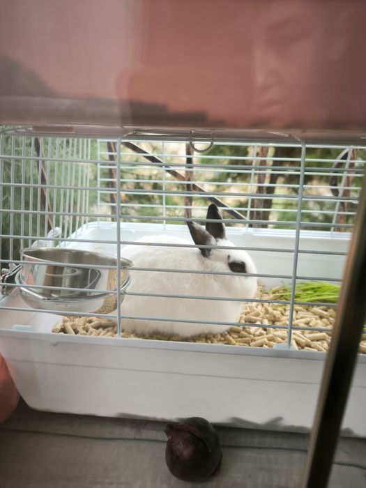 Кролики карликовые хорошие опрятные