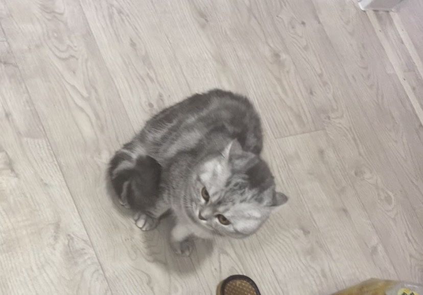 Шотланские котята