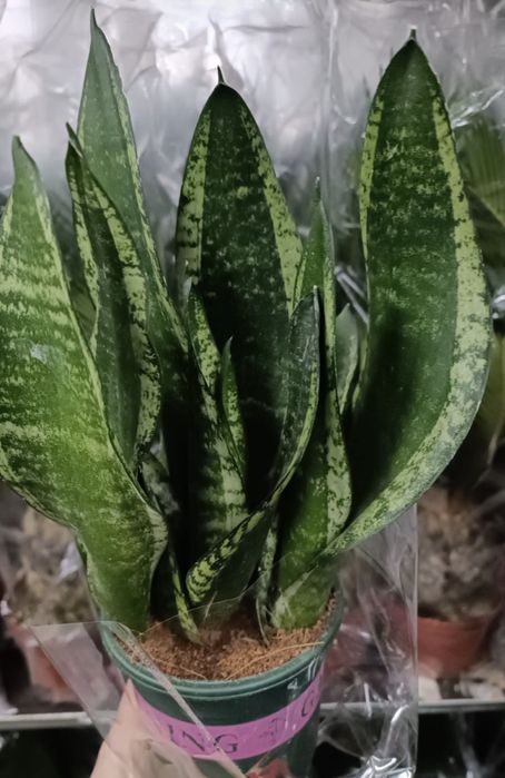 Продам сансивиерии .