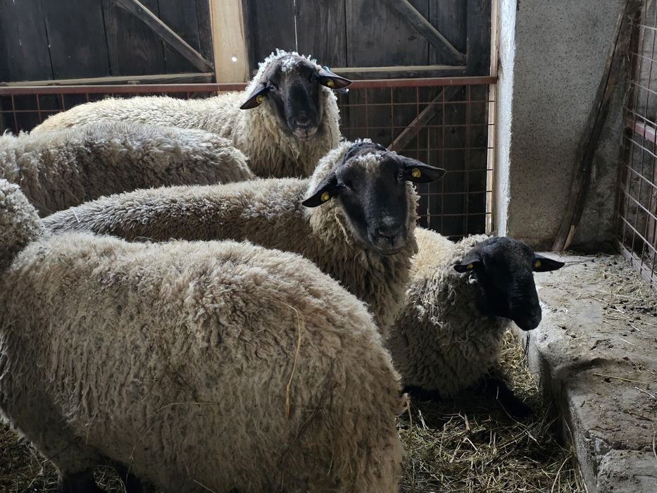 Berbeci Suffolk de Vanzare