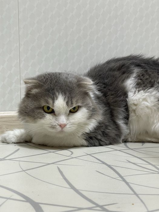 Отдам в добрые руки кота.