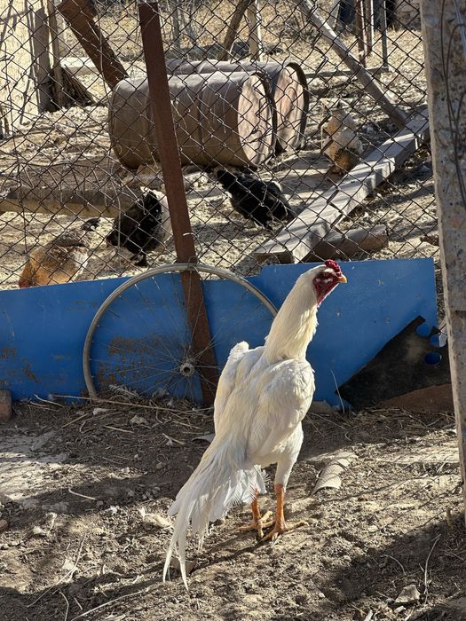 Шамо в продаже март 10