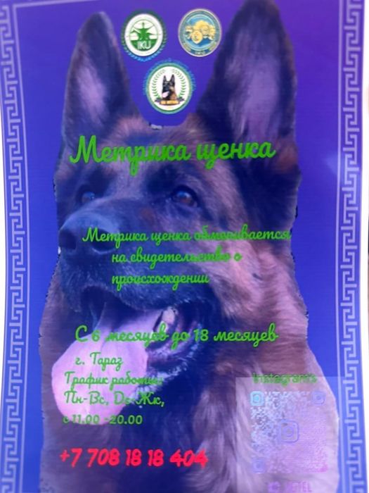 Щенки немецкой овчарки