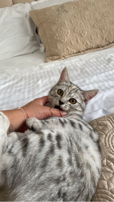 Котенок отдам в добрые руки