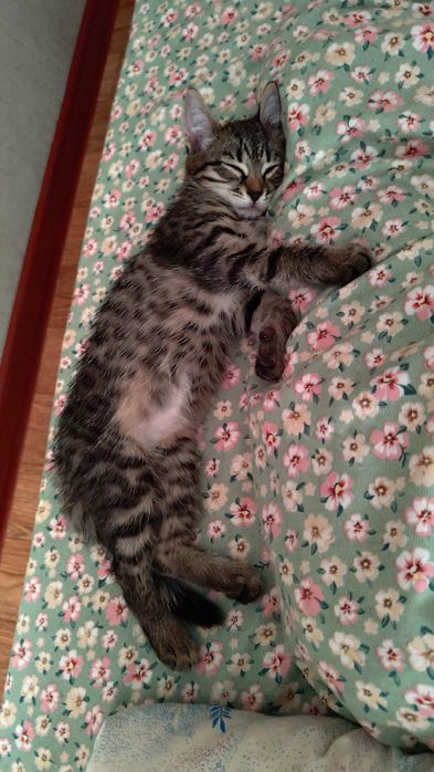 Котенок  девочка
