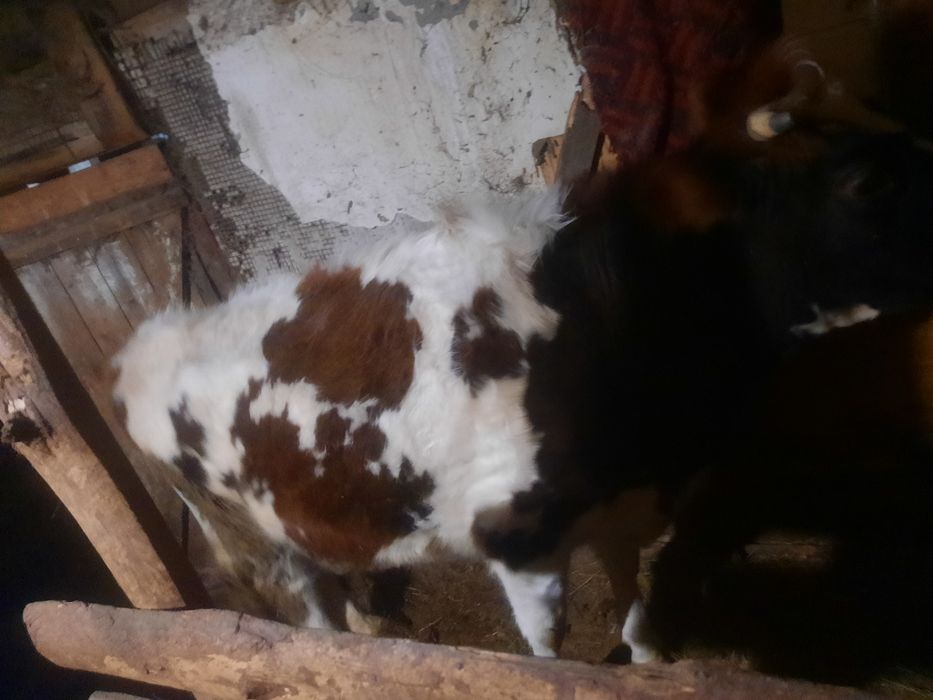 Продам тёлка 2года