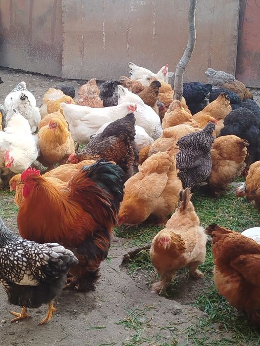 Ouă brahma pentru incubat