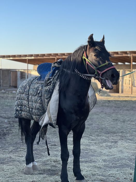 Ат сатылады