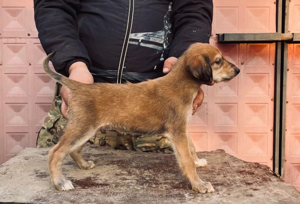 Тазы күшіктер сатылады