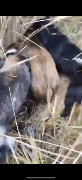 Продам рабочего кобеля зсл