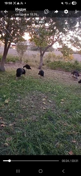 Индуклар сотилади