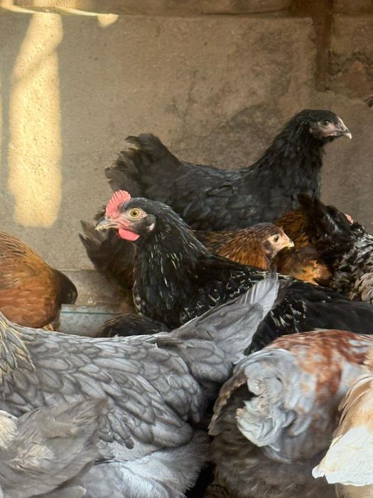 Тауық 4 айлық цветной денсаулығы жақсы