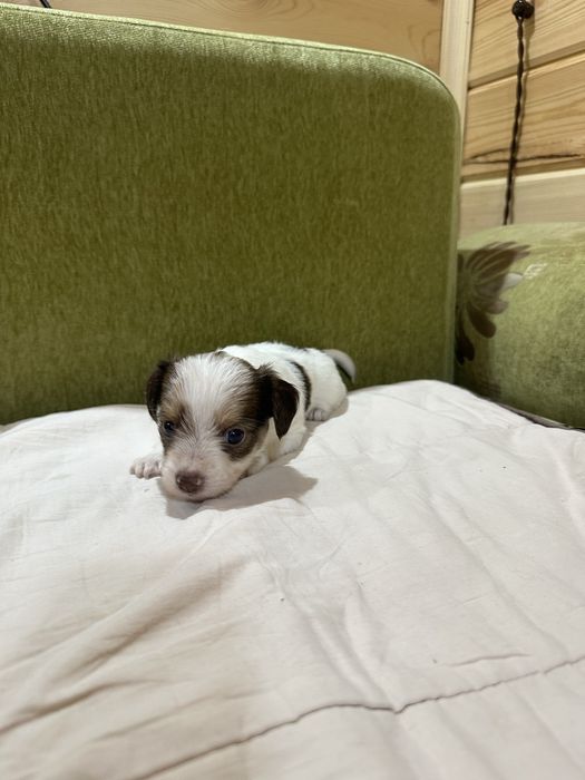 Бивер йорк щенки